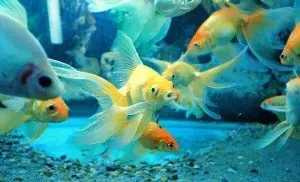 Multiple goldfish swimming in aquarium