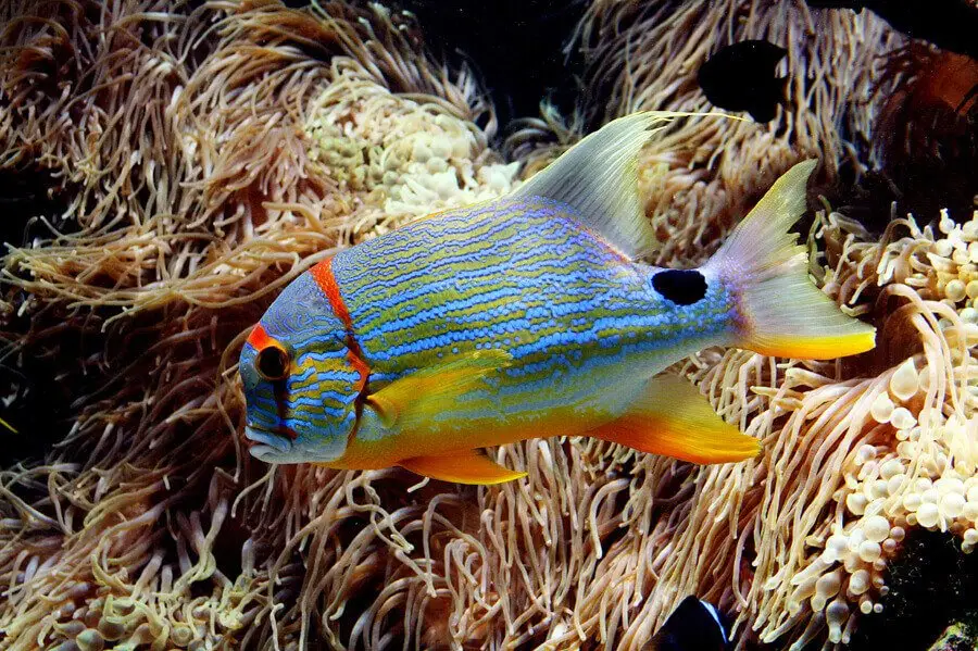 Colorful saltwater fish in reef tank