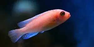 Small cichlid