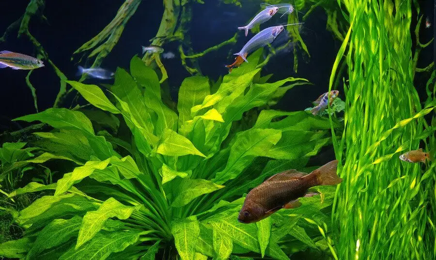 Planted aquarium