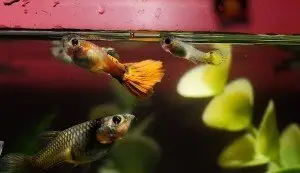 Guppy fish