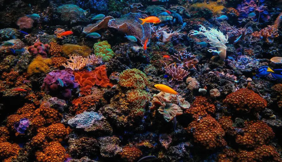 coralline algae in reef aquarium