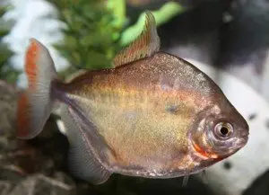 Silver Dollar aquarium fish