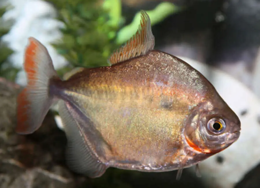 Silver Dollar aquarium fish