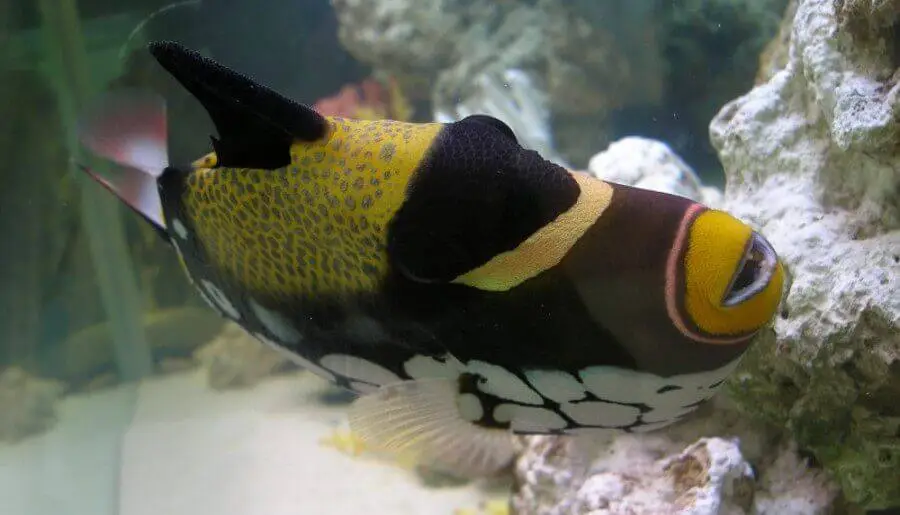 Trigger fish swimming sideways in saltwater aquarium