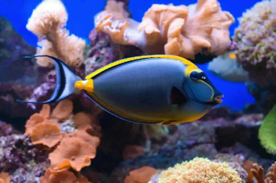 Naso Tang
