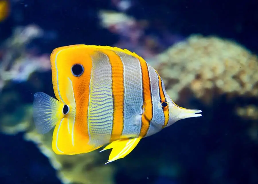 Copperbanded butterflyfish