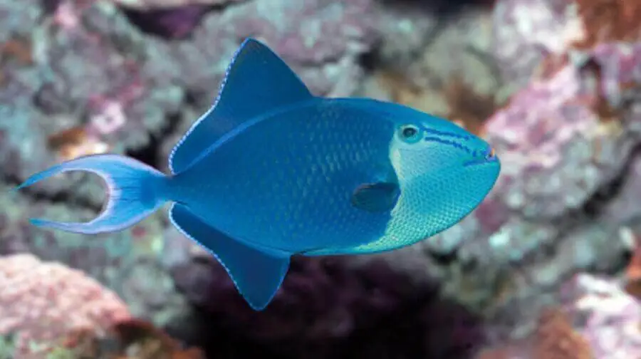 niger triggerfish odonus