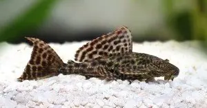 Pleco Catfish Hypostomus Plecostomus aquarium fish