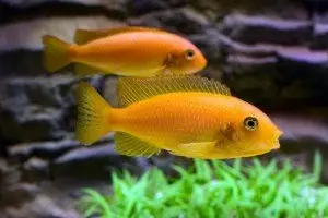 African cichlids in freshwater aquarium