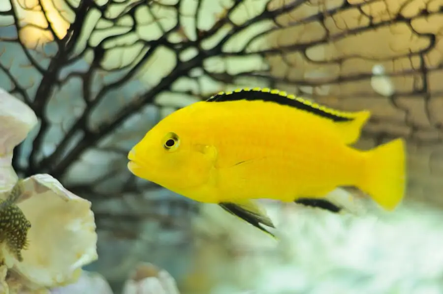 Yellow Cichlid Fish in Aquarium