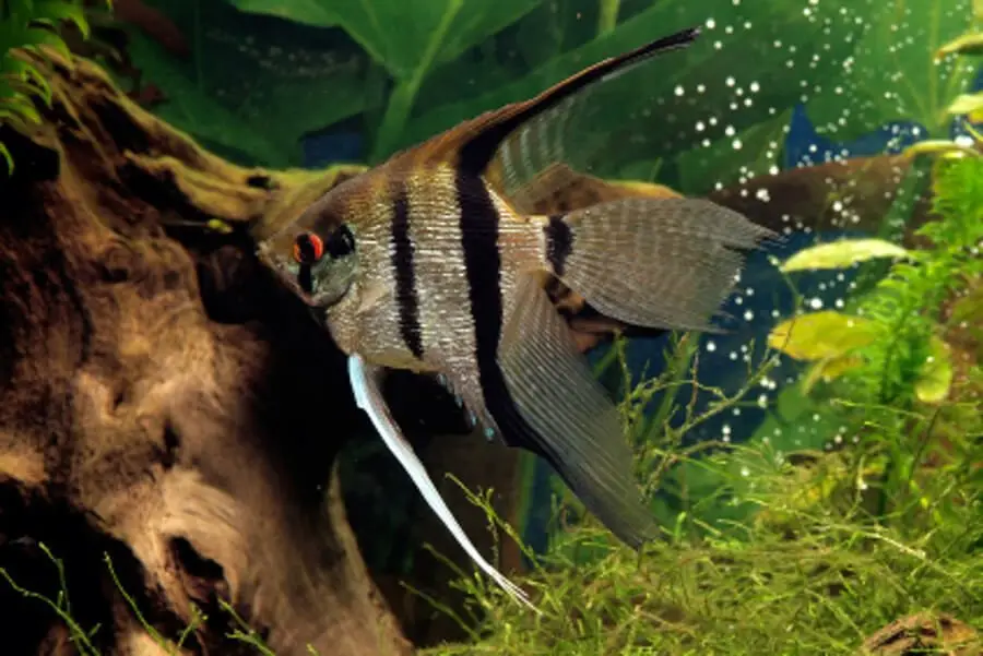 Angelfish in fish tank