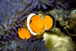 Clownfish in reef tank