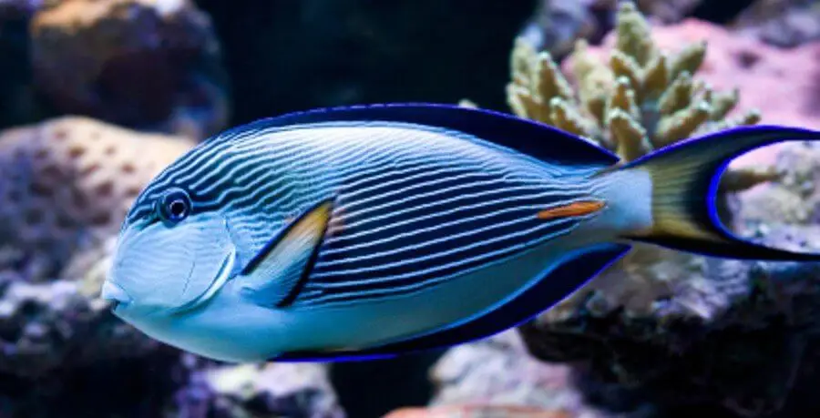 Acanthurus Sohal Surgeonfish