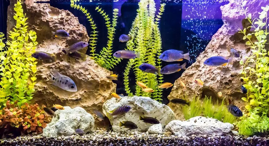 Tropical freshwater aquarium with fish