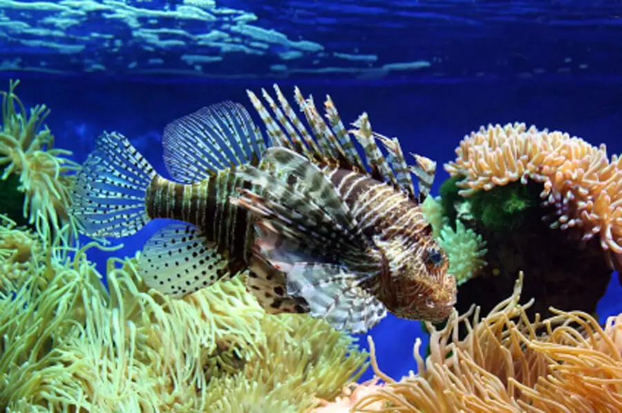 Lionfish