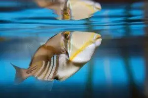 Picasso triggerfish