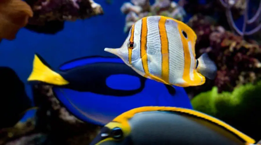 Fish in reef tank