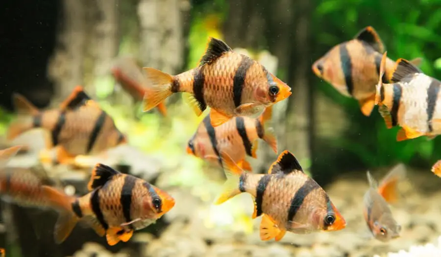 tiger barbs in aquarium