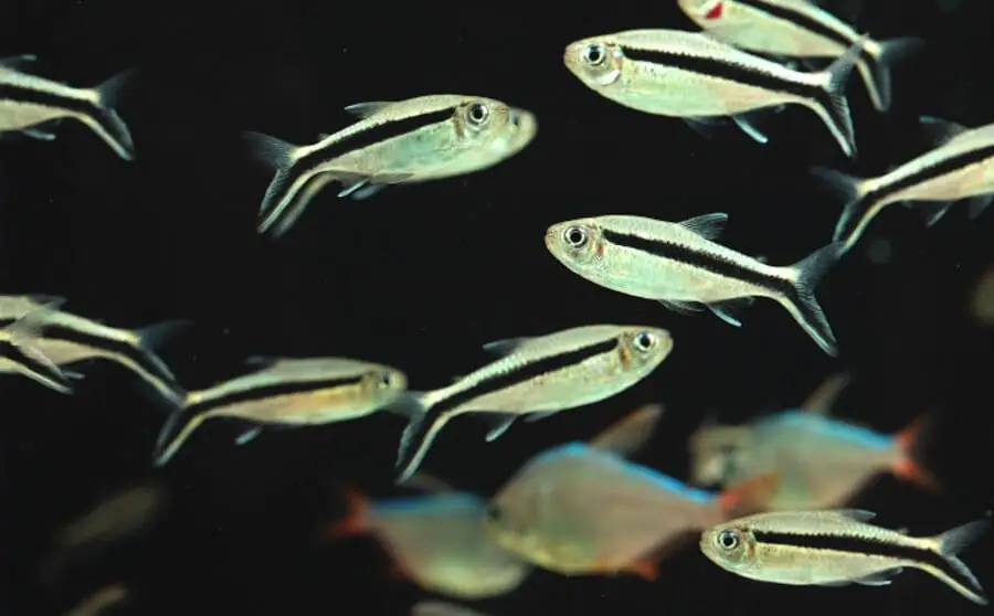 Aquarium fish