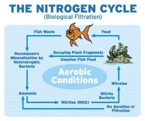 The aquarium nitrogen cycle