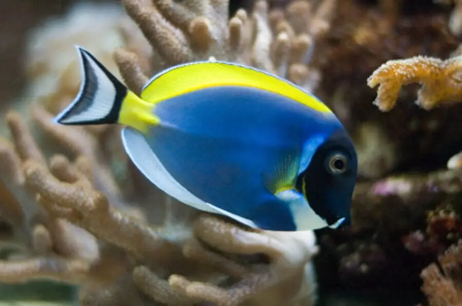 Powder Blue Tang