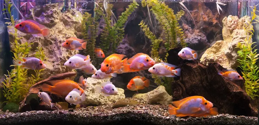 Tropical freshwater aquarium with fishes