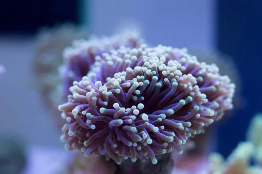 Large polyp coral
