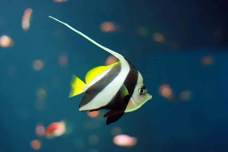 Beautiful aquarium fish