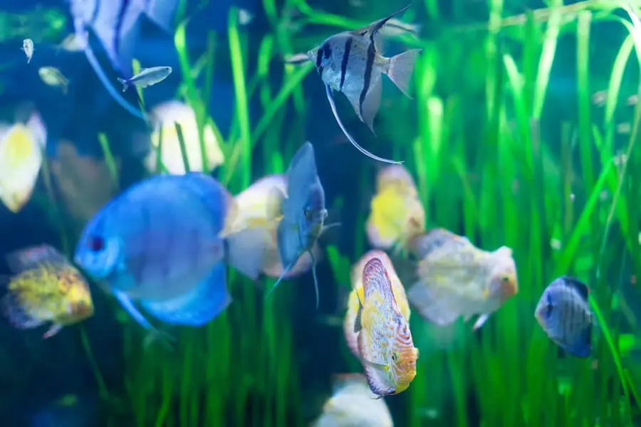 Few discus fish in aquarium