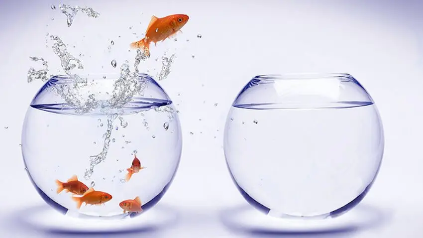 Aquarium water changes can have your fish jumping for relief