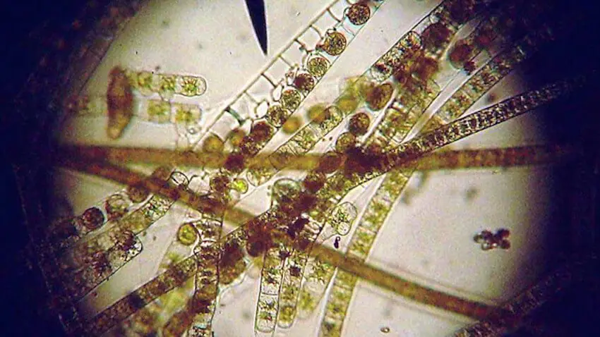 Green algae in aquarium